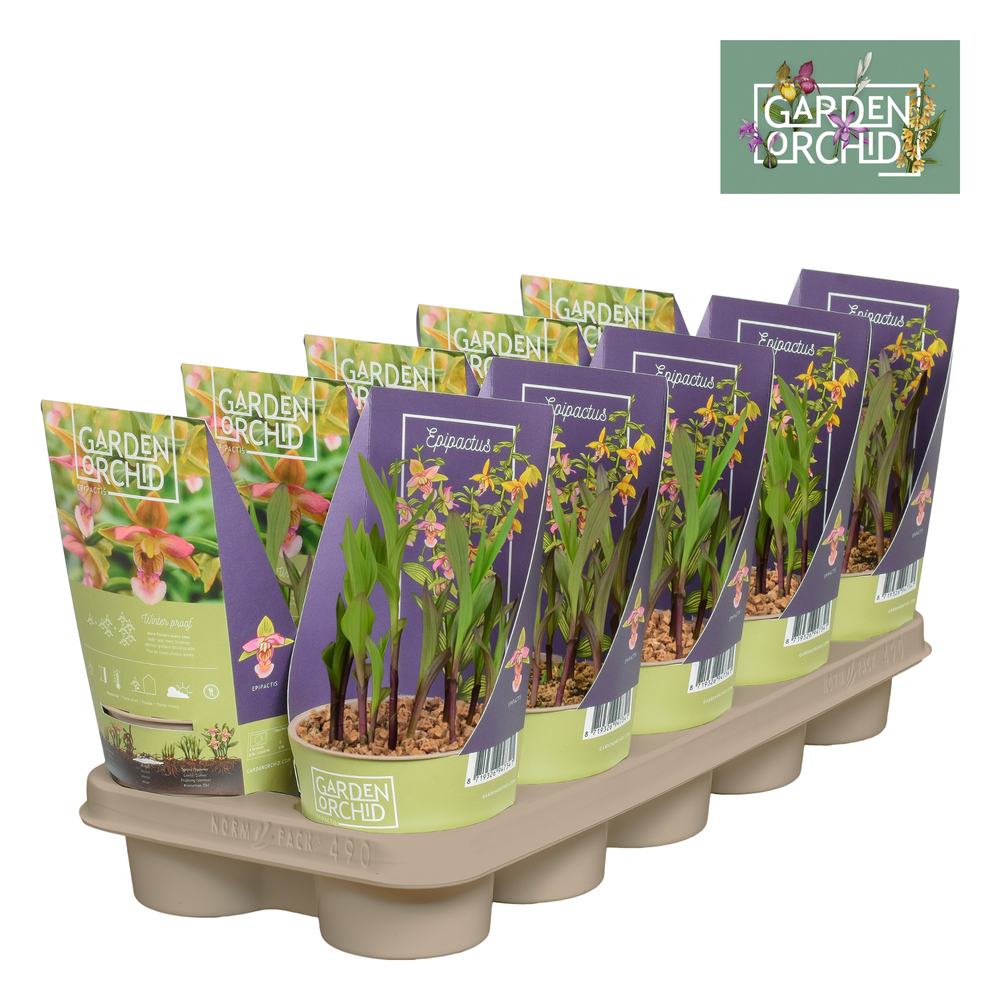 Epipactus 12 cm met potcover.