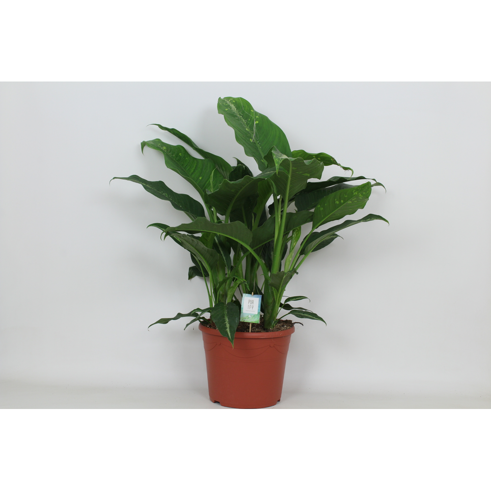 Purify Dieffenbachia Galaxy 35 cm.