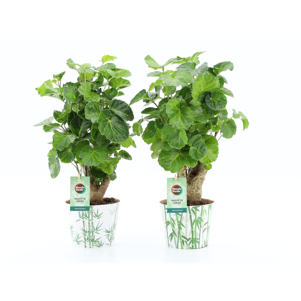 Polyscias Lemon in Potcover Bamboo.