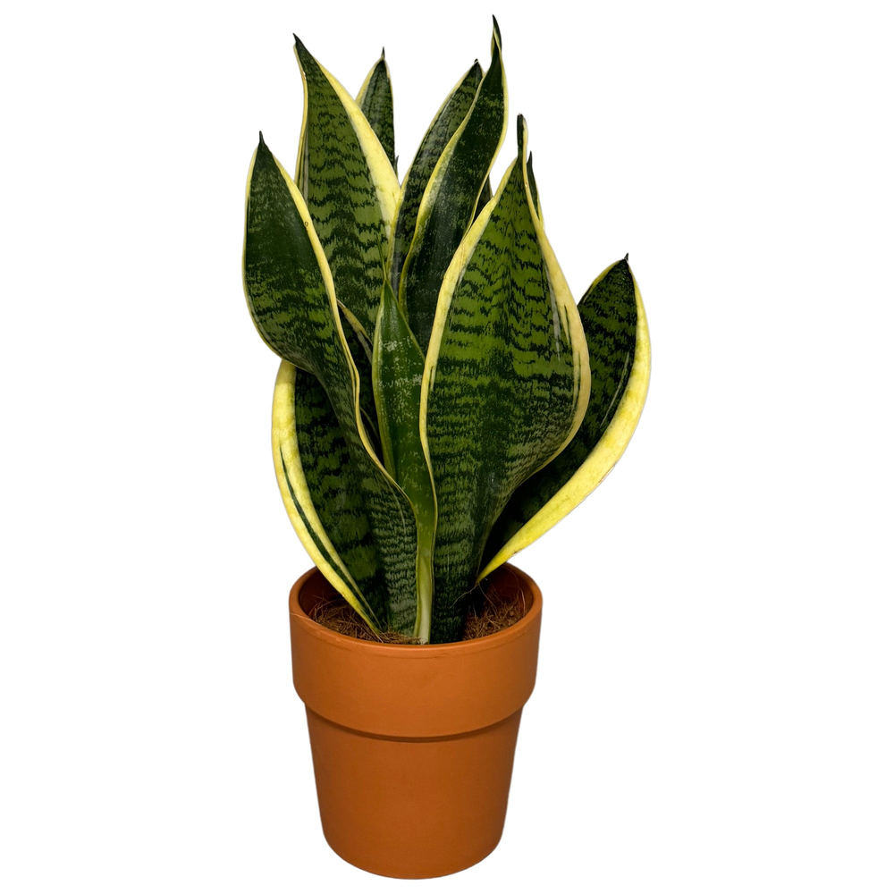 Sansevieria Superba in terracotta pot.