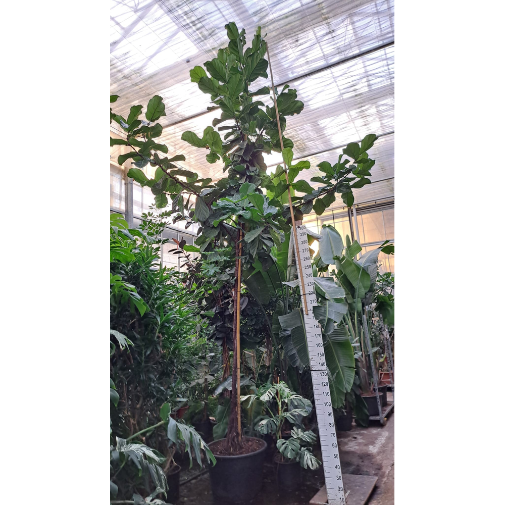 Ficus Lyrata stam 560.