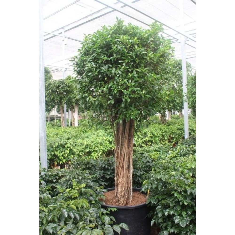 Ficus Nitida.