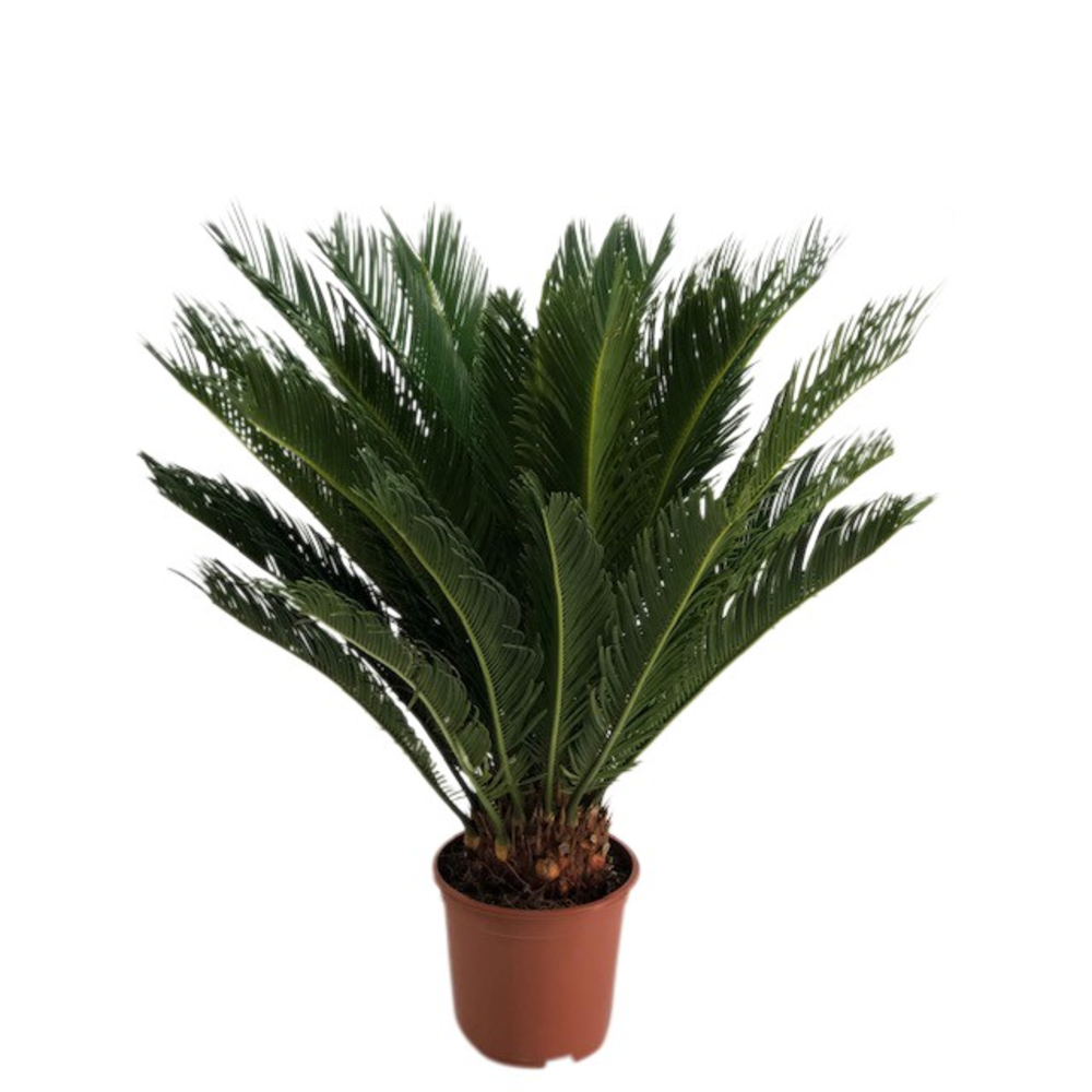 Cycas revolta 16+ blad.