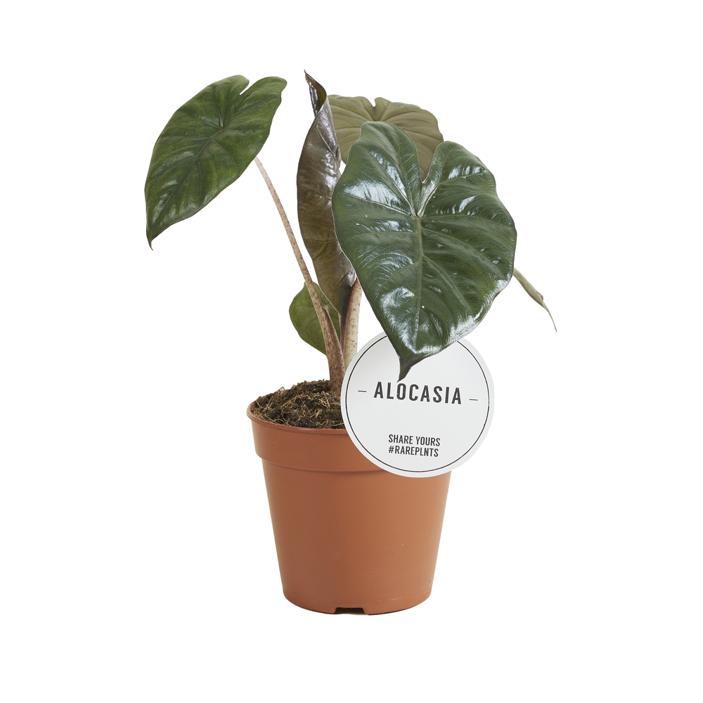 Alocasia Yucatán Princess.