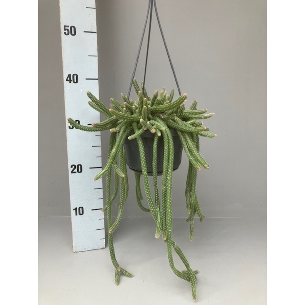 Chamaecereus luisramirezii.