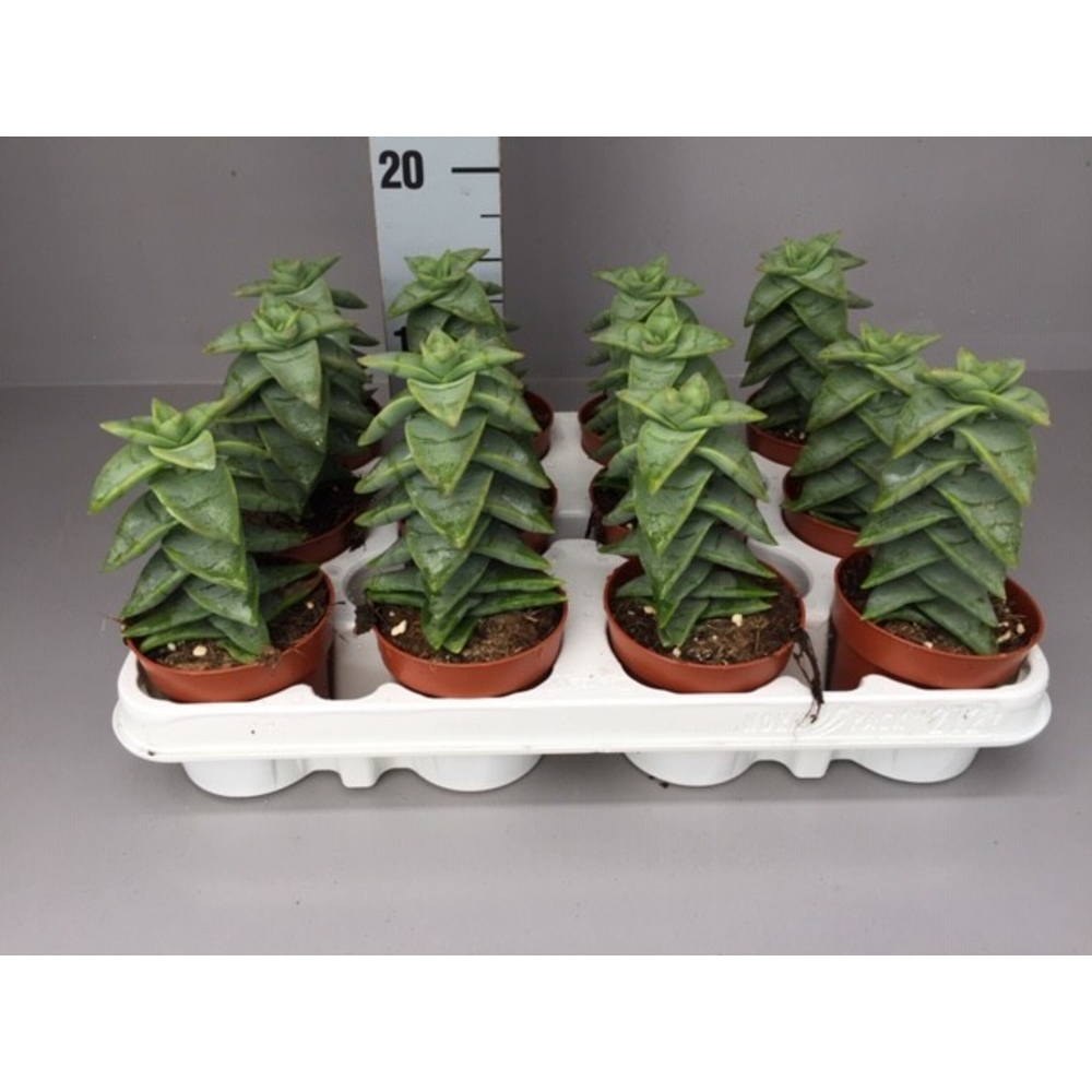 Crassula Perforata grof.