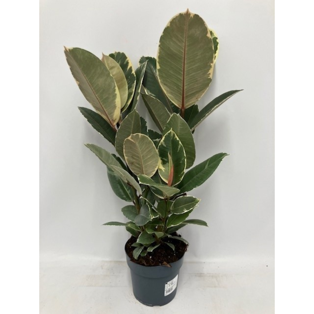 Ficus elastica Tineke P17.