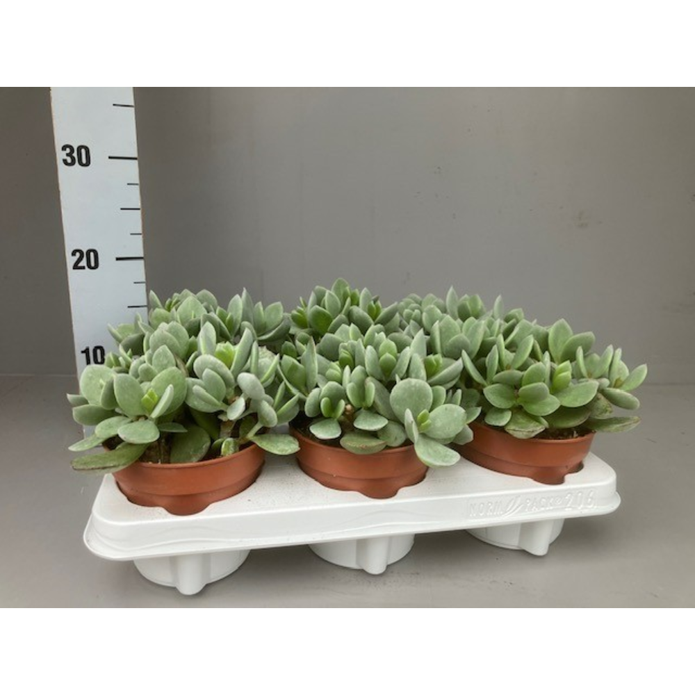 Cotyledon green ear.