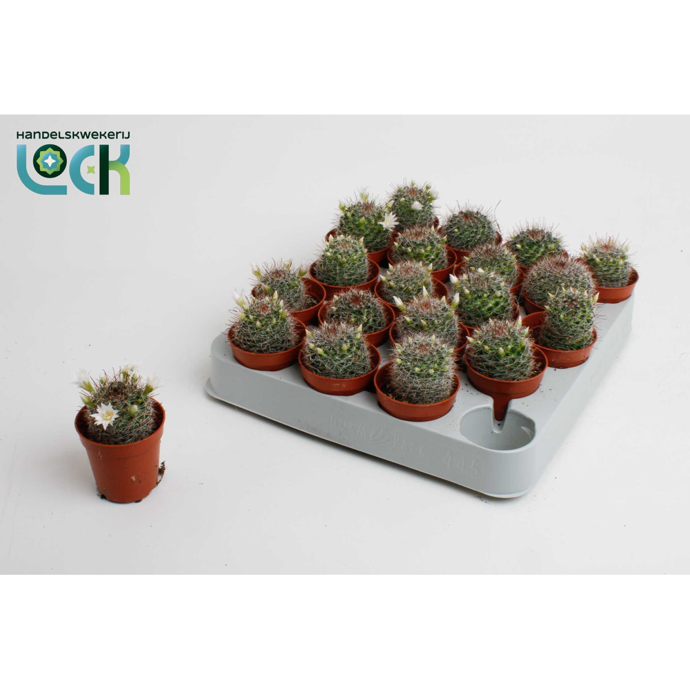 Mammillaria met witte bloem.