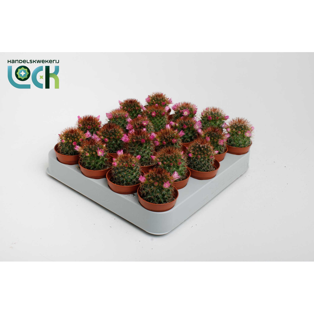 Mammillaria backebergiana subsp. ernestii met bloe.