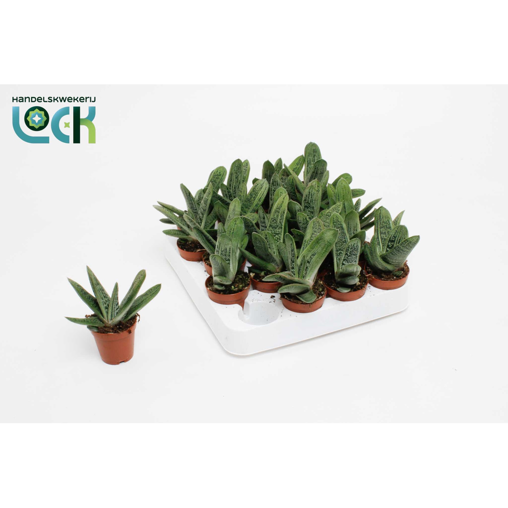 Gasteria Littele Worthy.