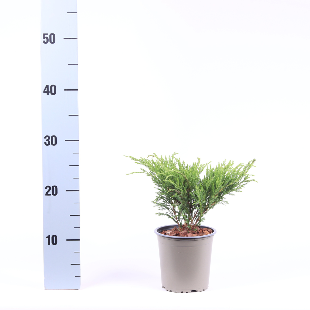 Juniperus hor. 'Andorra Compact'.