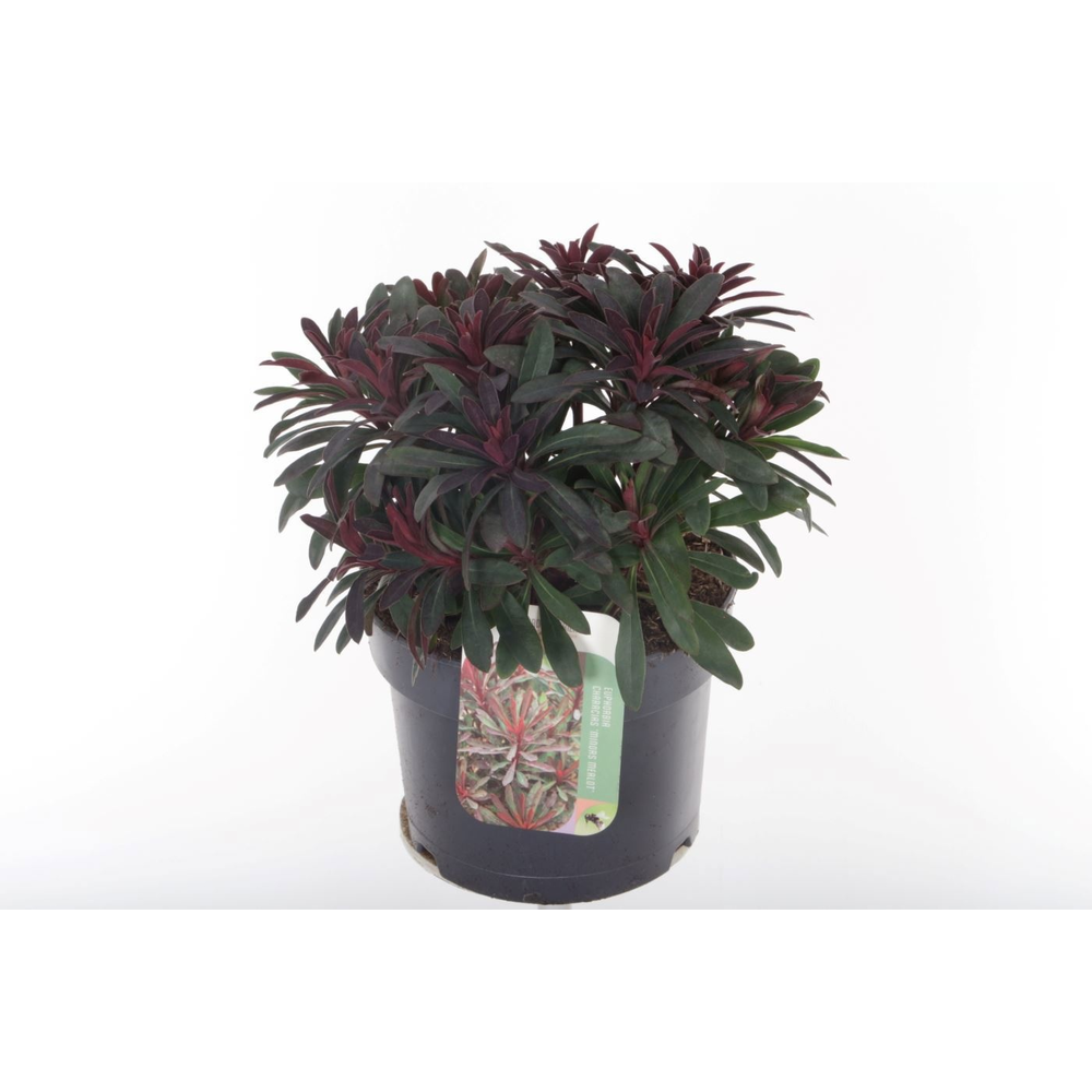 Euphorbia Miner's Merlot.