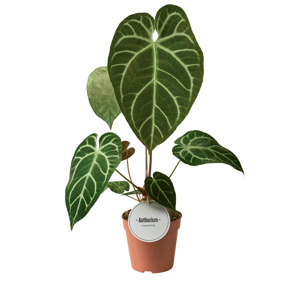 Anthurium Crystallinum x Regale.