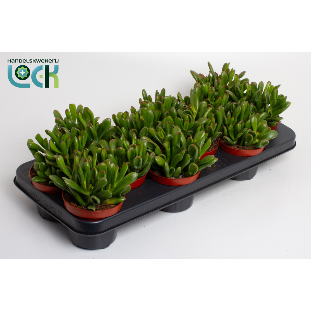 Crassula Ovata Gollum.