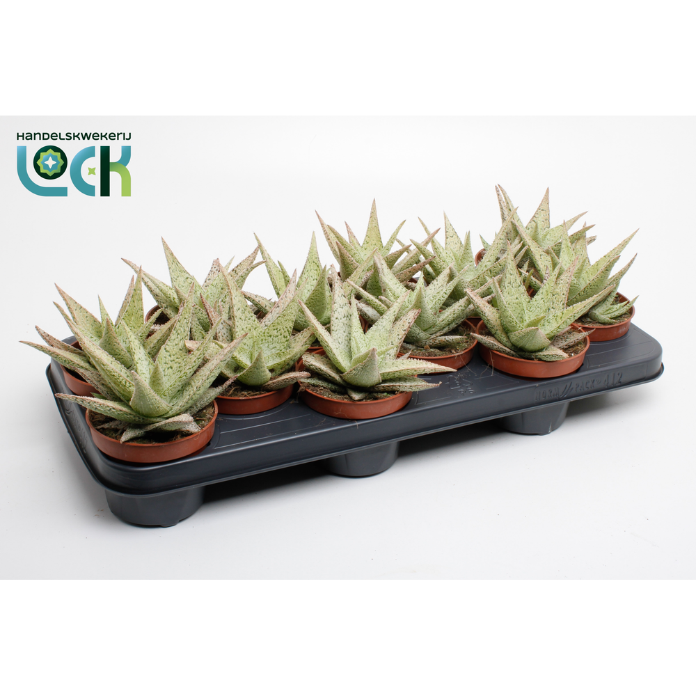 Aloe 'Desert Diamond.