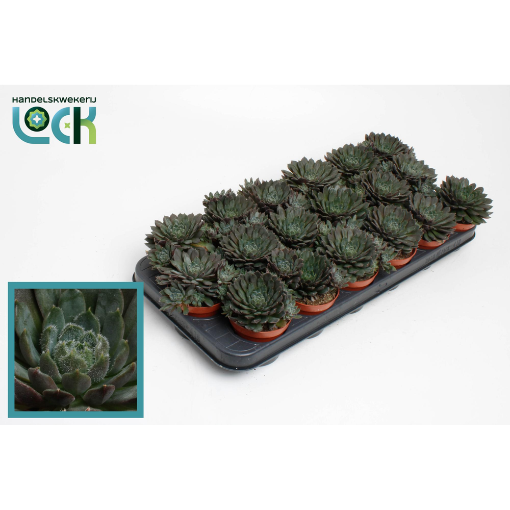 Echeveria Rondo.