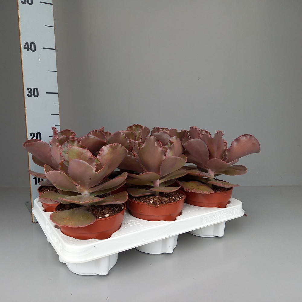 Echeveria Crenulata.