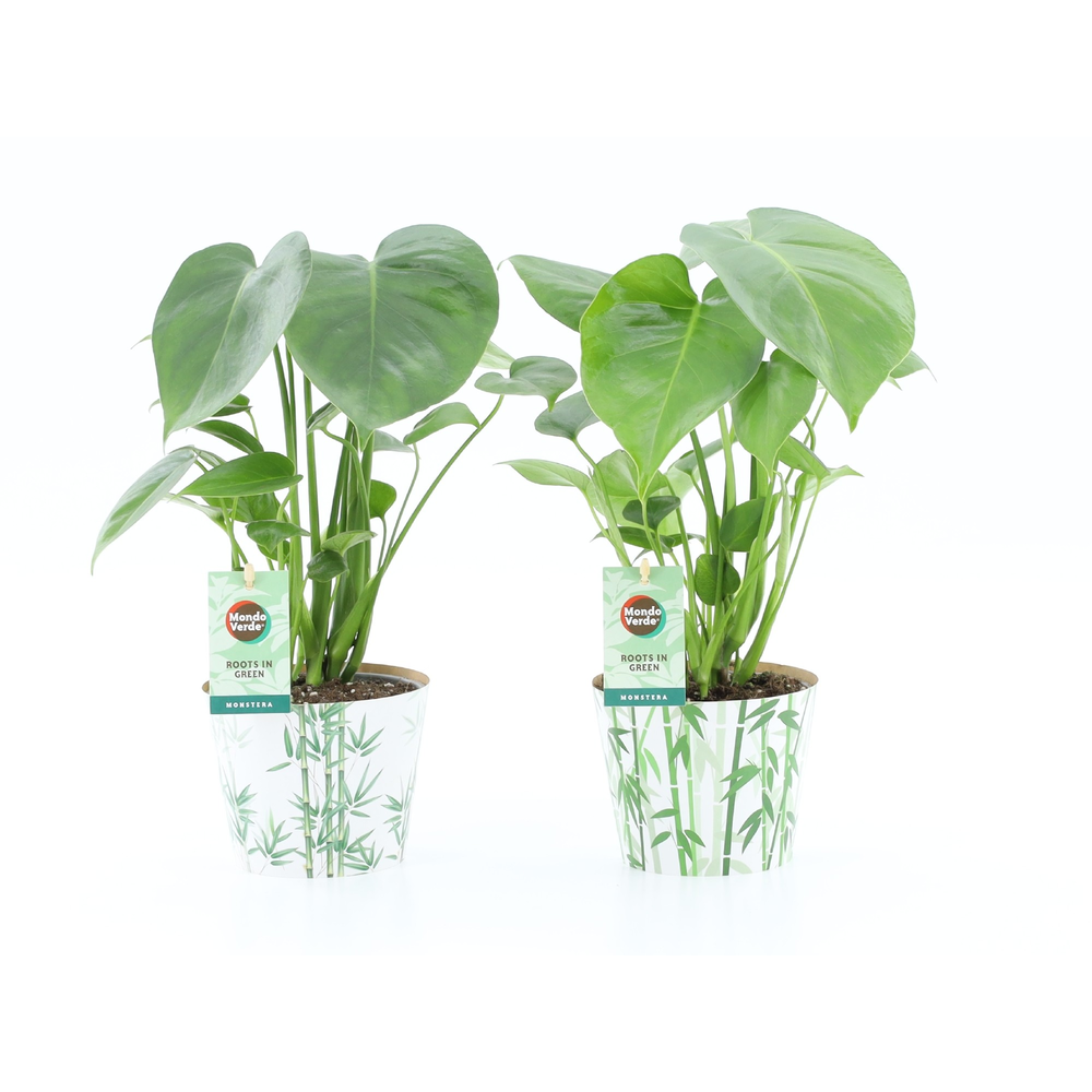 Monstera deliciosa in Potcover Bamboo.