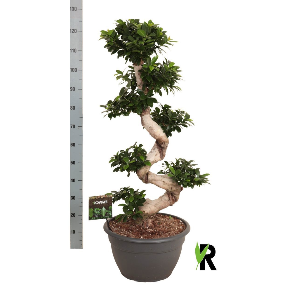 Ficus micr. S-type in kunststof sierpot.