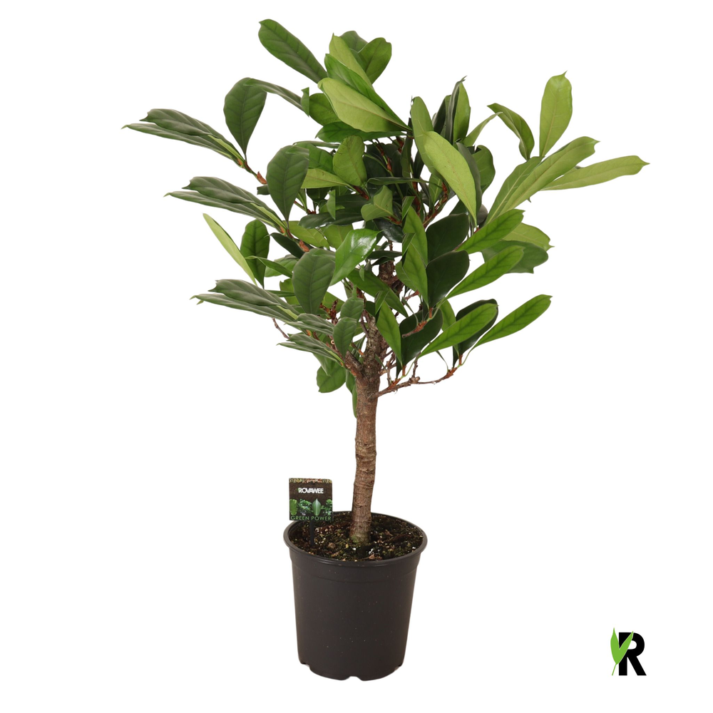 Ficus Cyathistipula op stam.