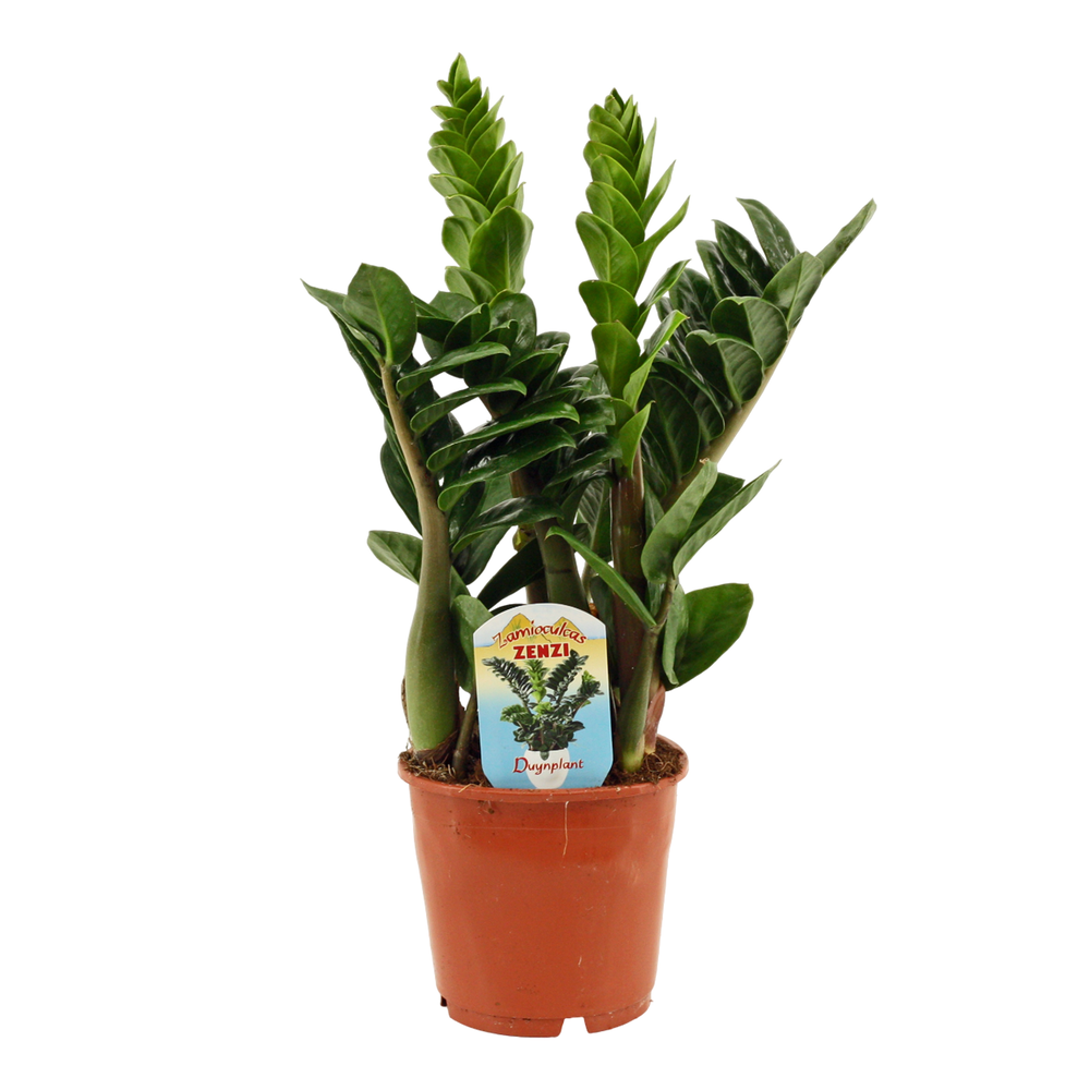 Zamioculcas Zenzi 14 cm.