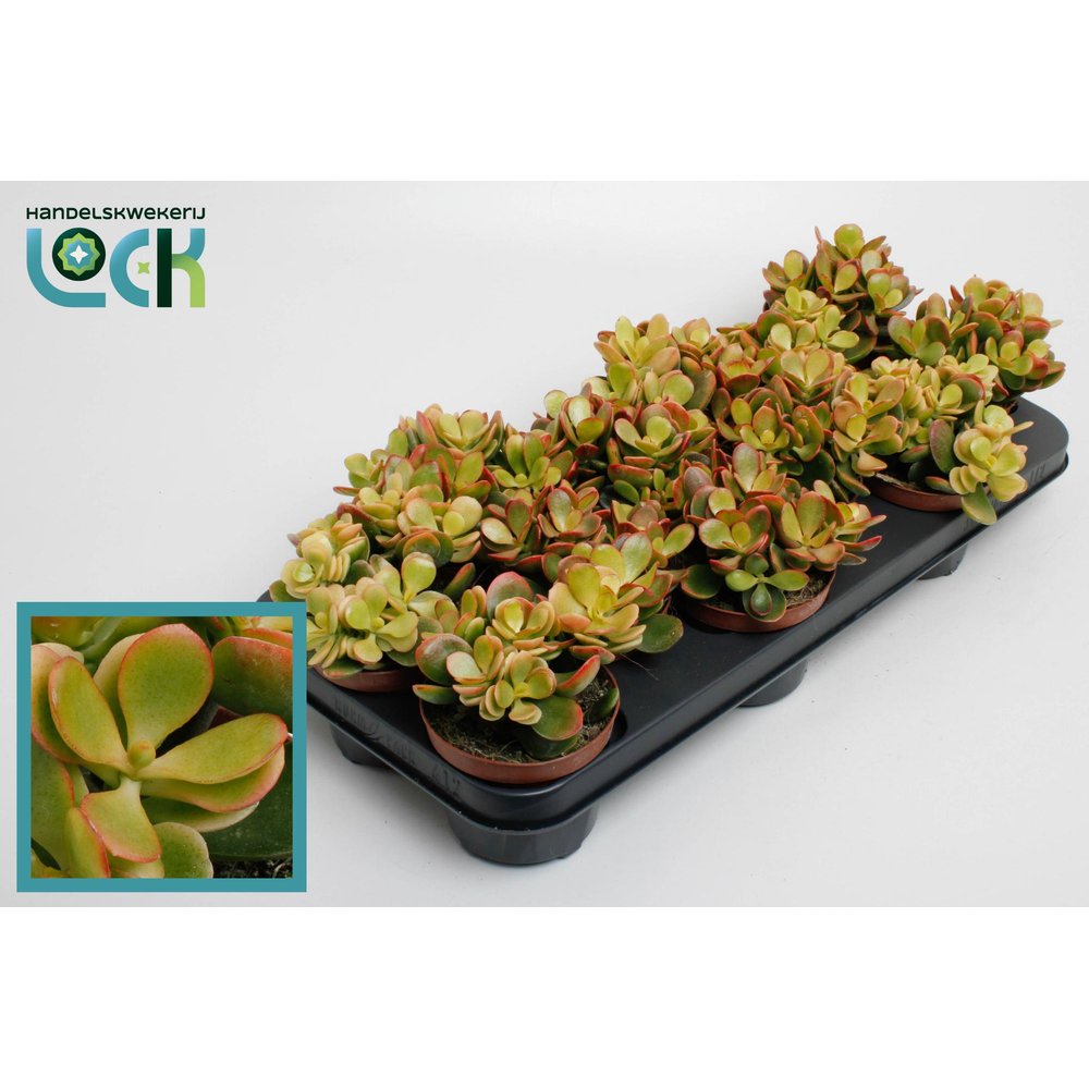 Crassula ovata 'Indian Summer'.