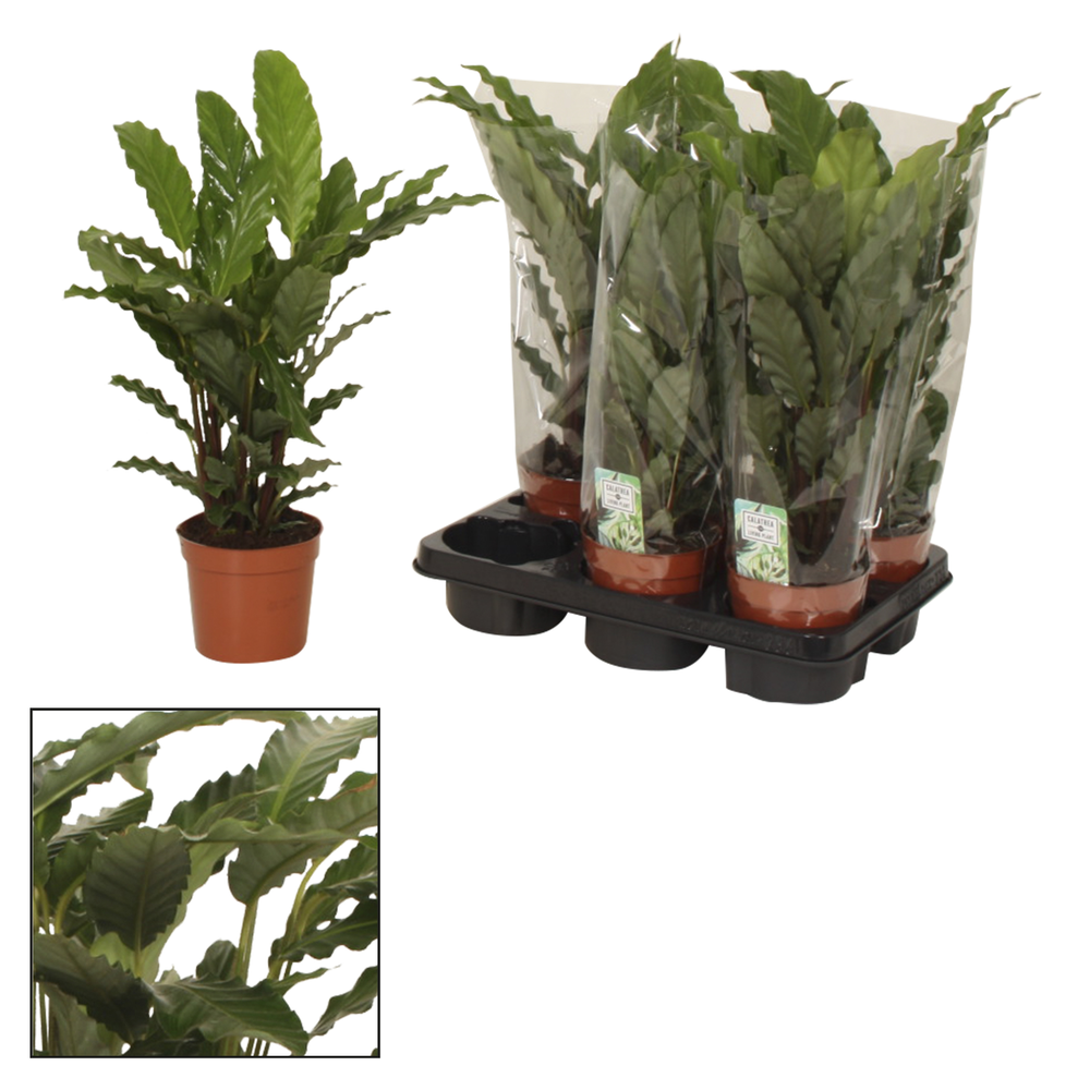 Calathea 14cm Tropistar.