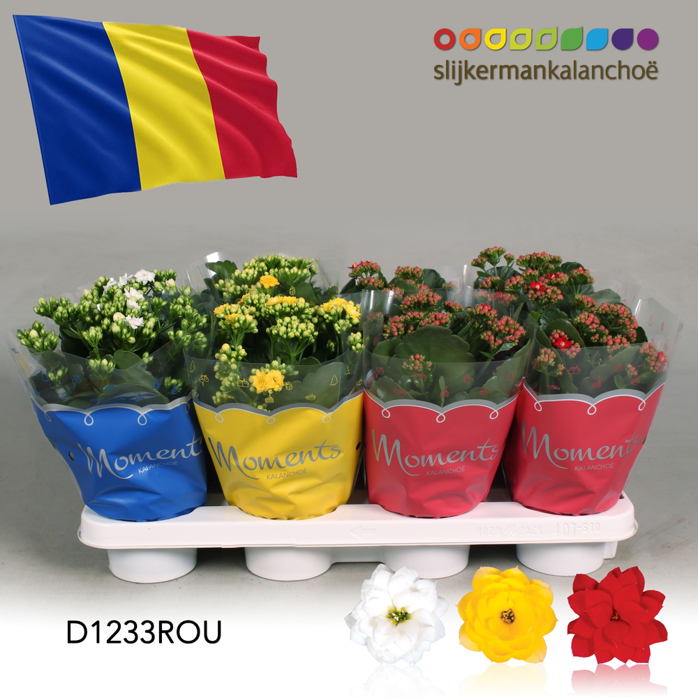 Kalanchoe Moments - Romania flag.