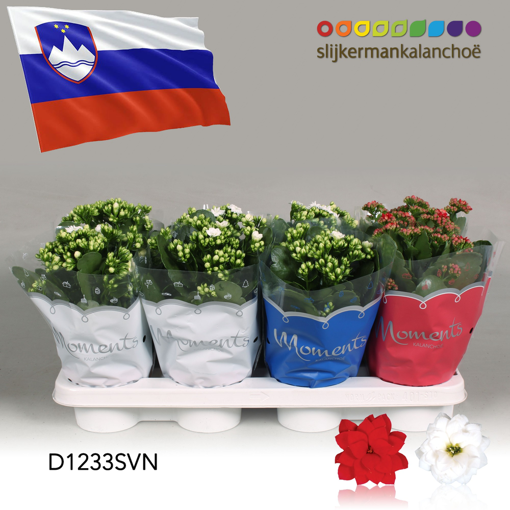 Kalanchoe Moments - Slovenia flag.