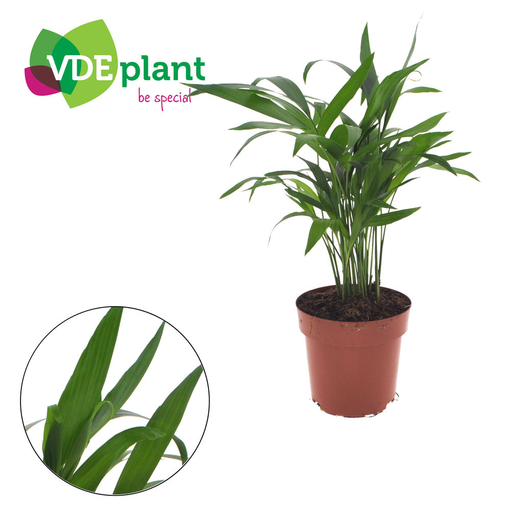Cataractarum "Areca" 12cm.