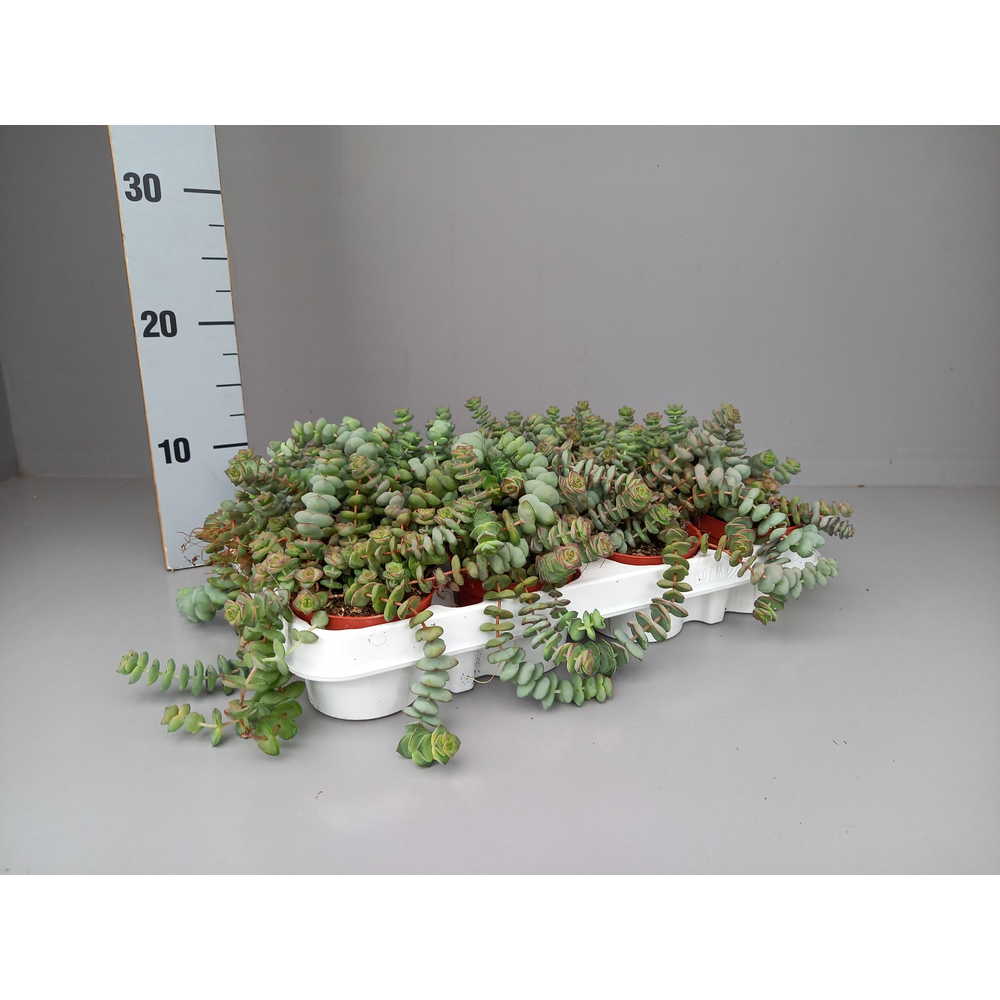 Crassula hottentot special mini.