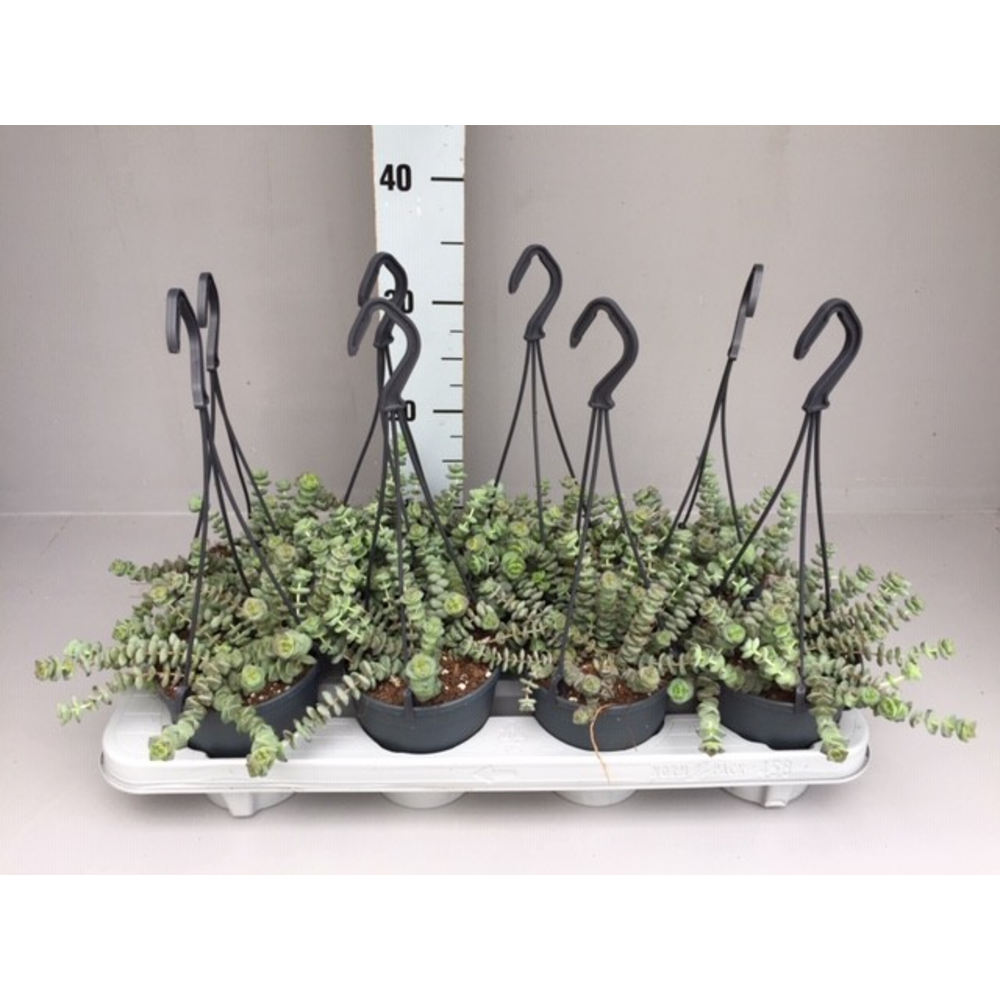 Crassula hottentot special mini hang 12.