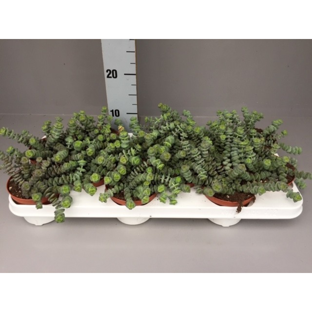 Crassula hottentot special mini.