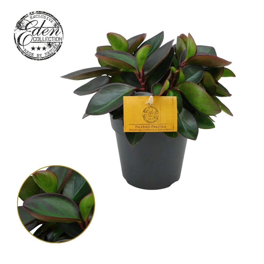 Peperomia Clussifolia Red Margin 12cm.