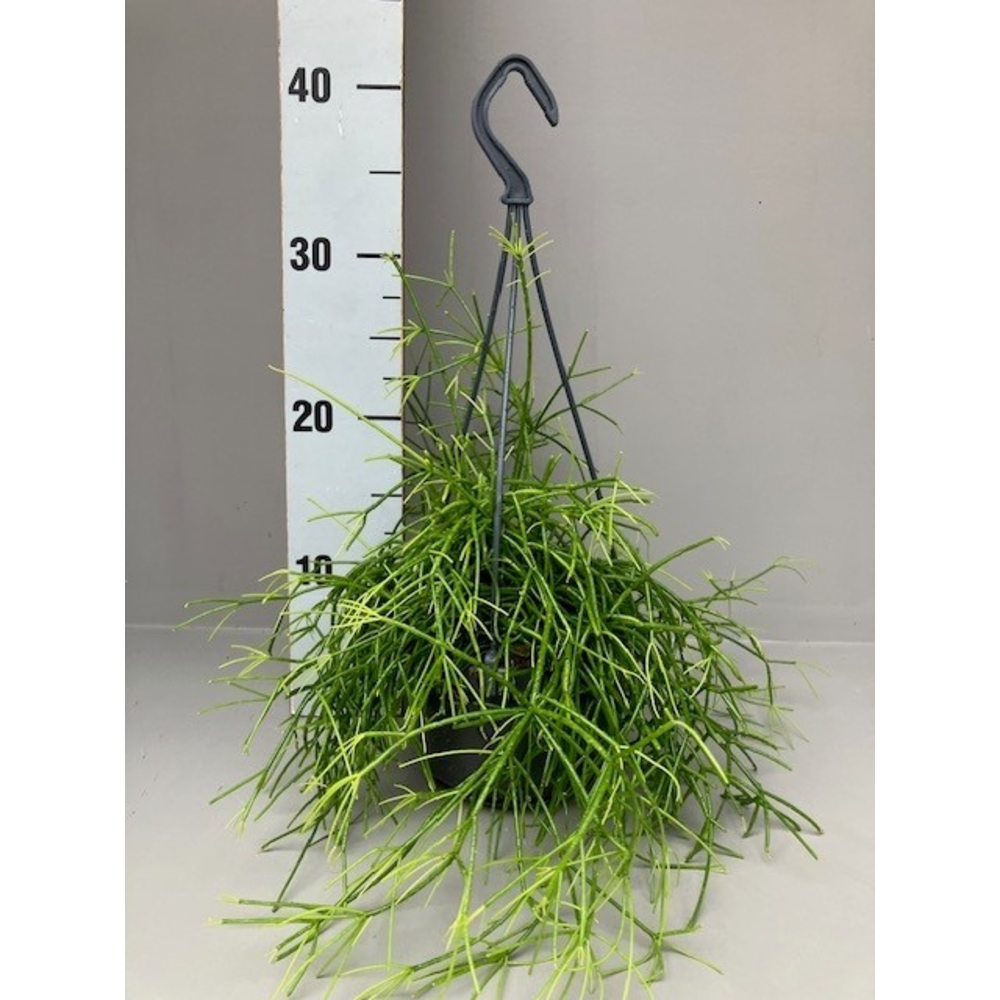 Rhipsalis cassutha oasis.