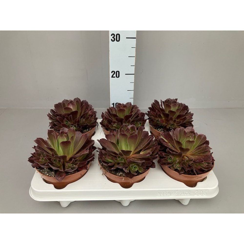 Aeonium Phoenix flame.