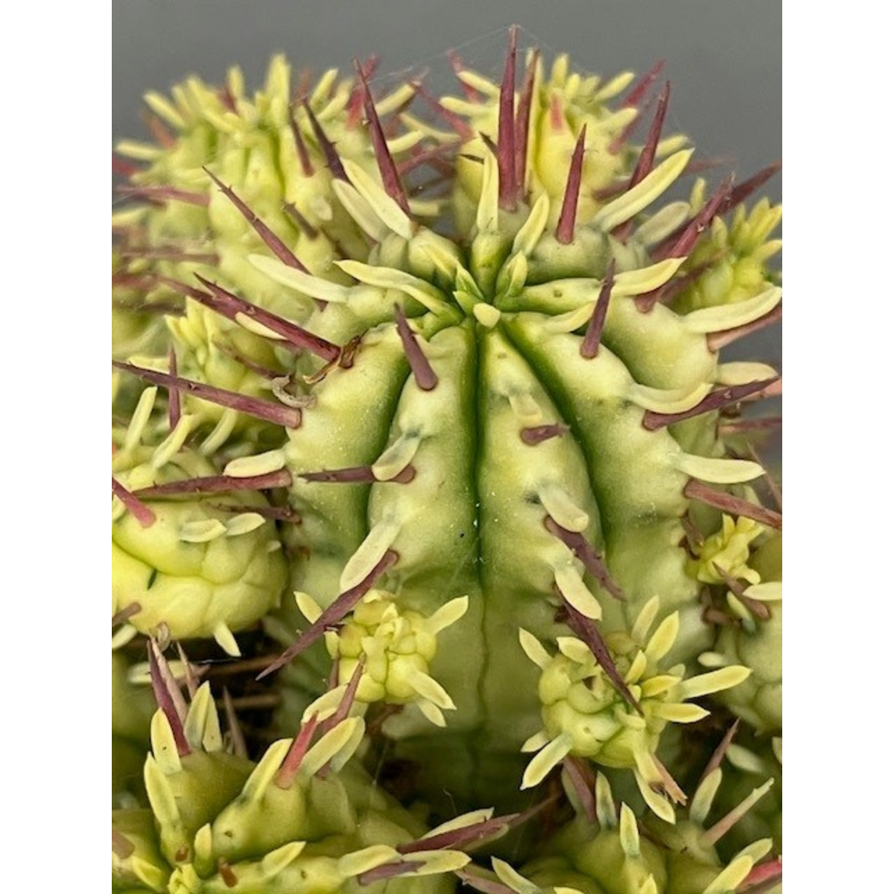 Euphorbia Aggregata Variegata.