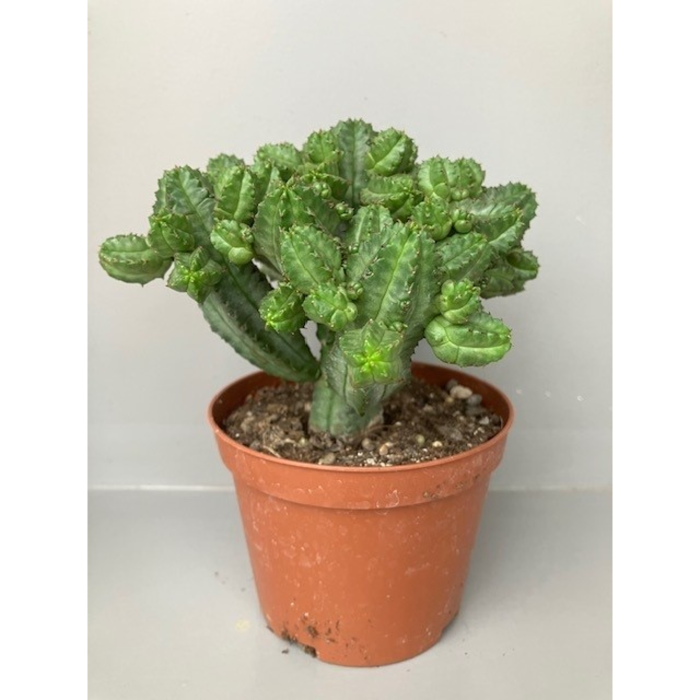 Euphorbia Tubiglans.