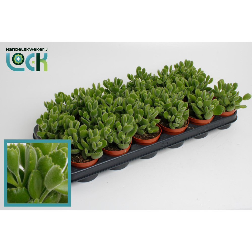 Cotyledon Ladismithiensis.