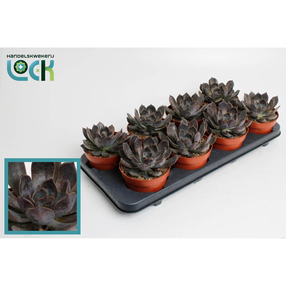 Echeveria Joost.