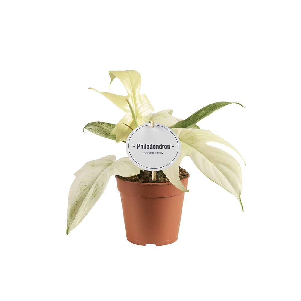 Philodendron Florida Ghost.