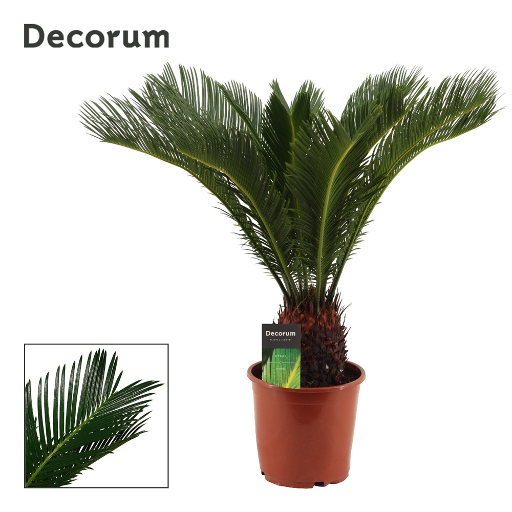 Cycas revoluta 19 cm, 15+ veren (Decorum).