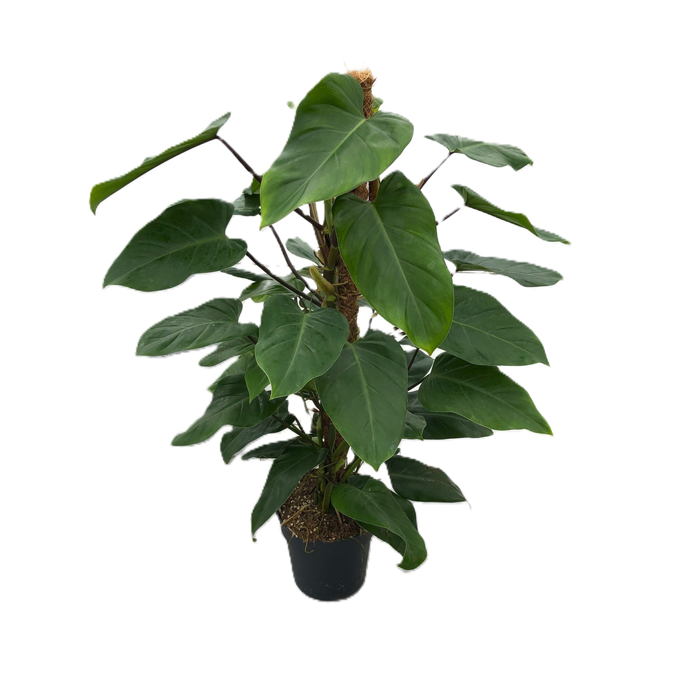 Philodendron "Emerald Queen" p21 mosstok 100cm.