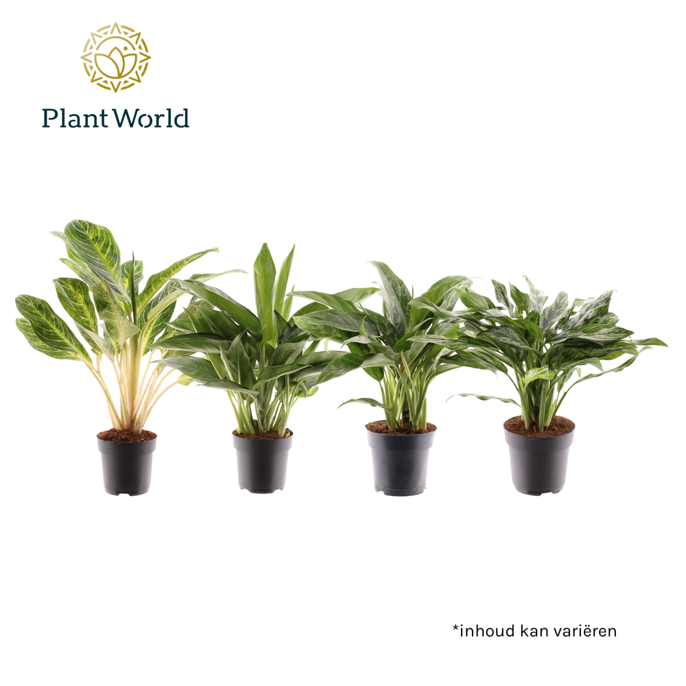 Aglaonema Royal mix.