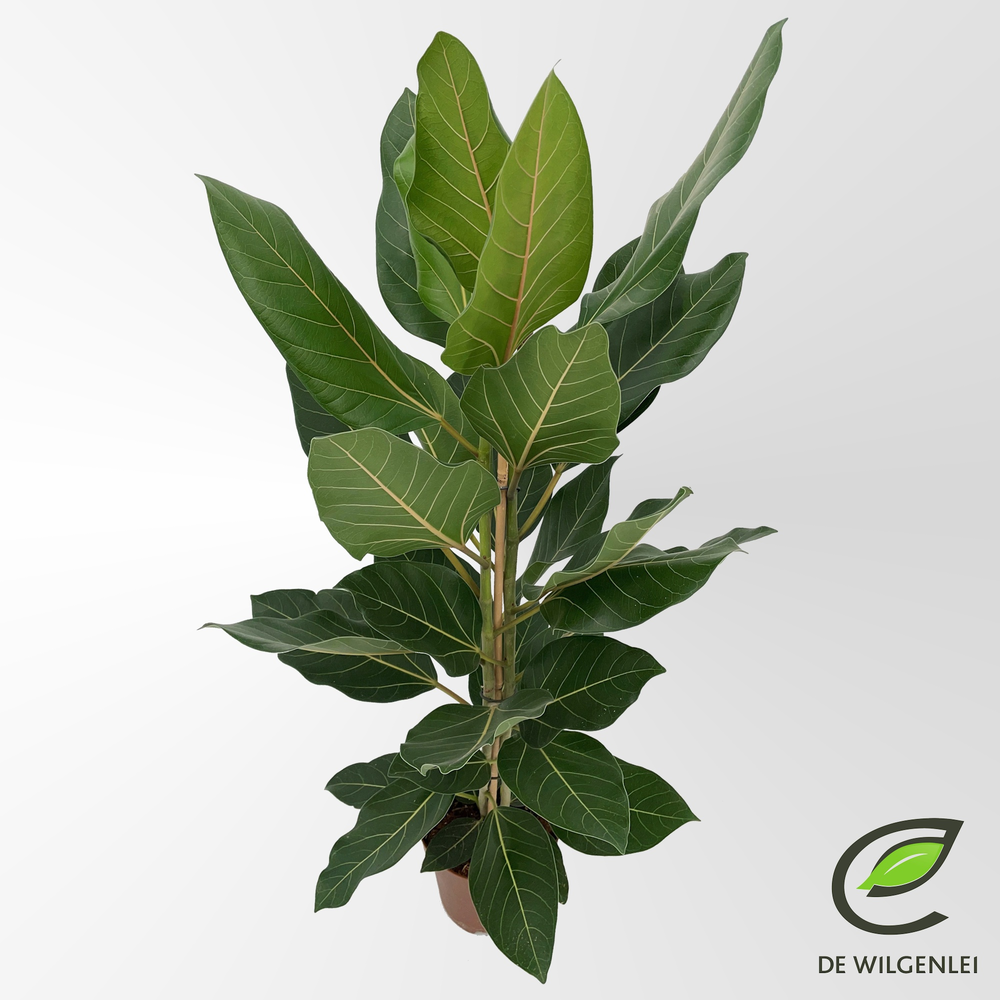 Ficus benghalensis 'Joy' p21.