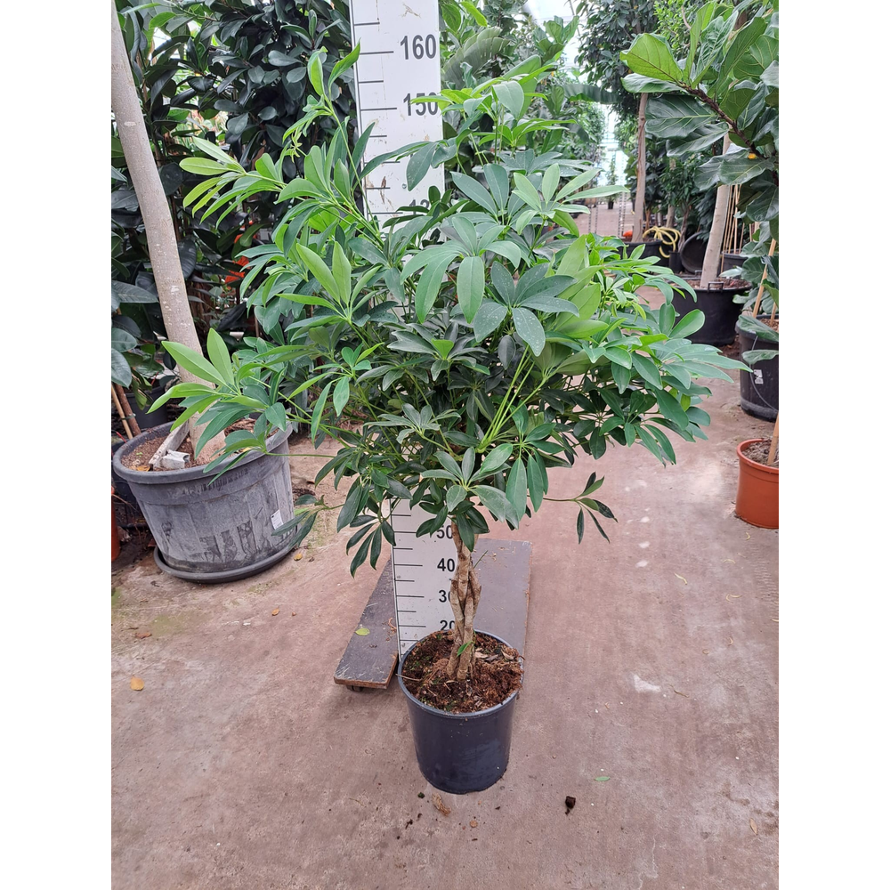Schefflera Compacta gevlochten stam 150.