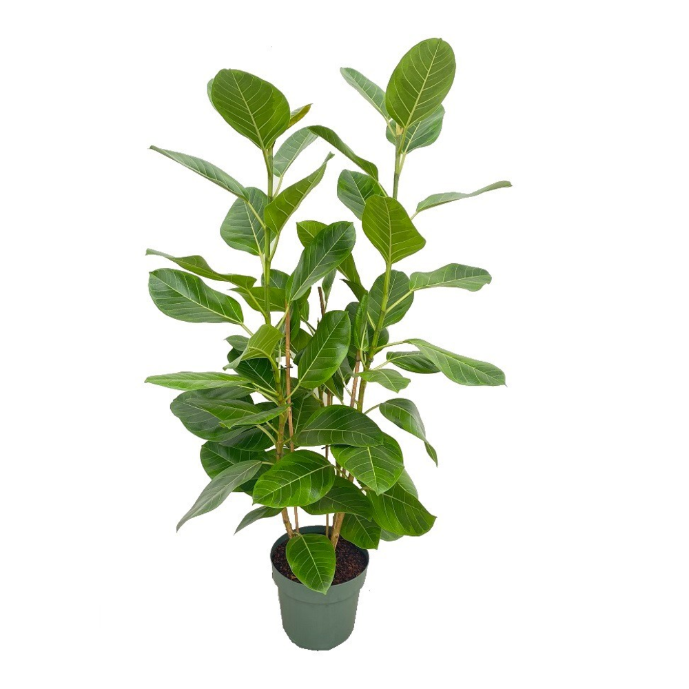 Ficus Altissima Toef (Bark).