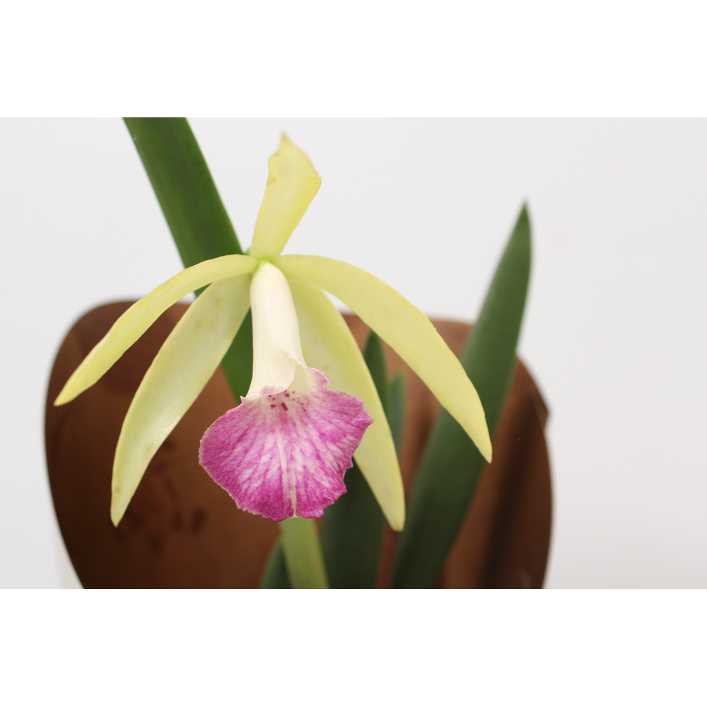 Brassavola mix 1 knop.