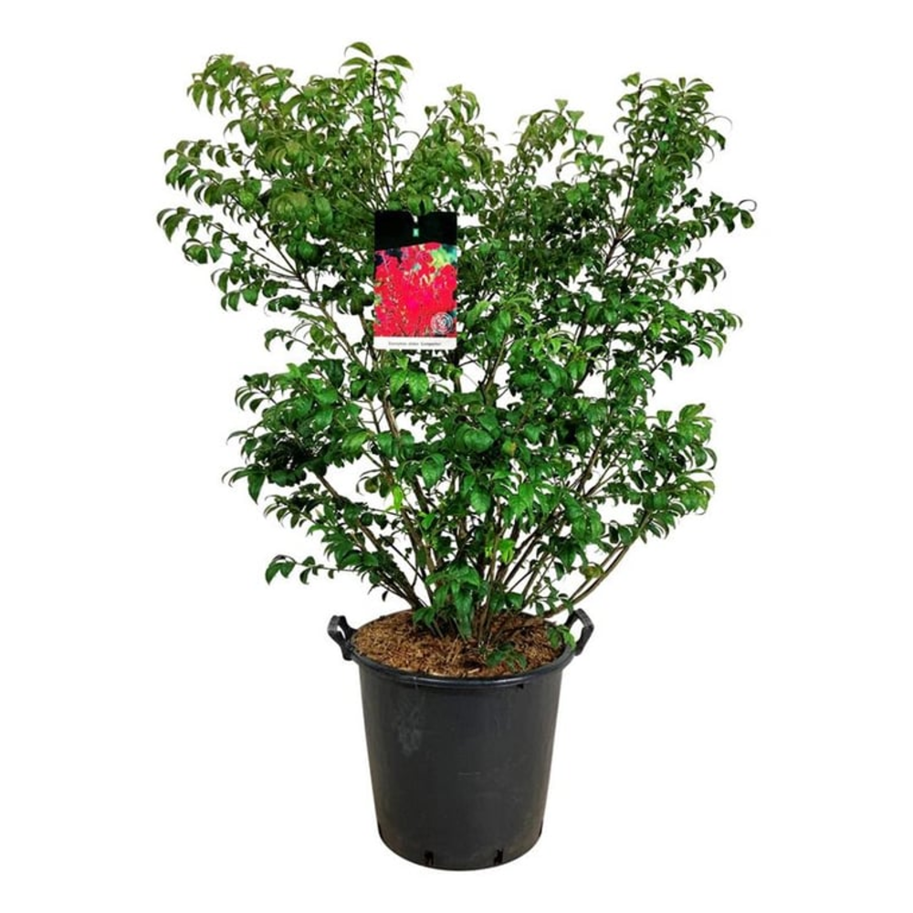 Euonymus alatus 'Compactus'.